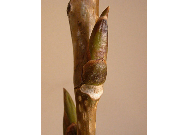  Populus Nigra Bark/​Bud/​Leaf/​Twig Extract 