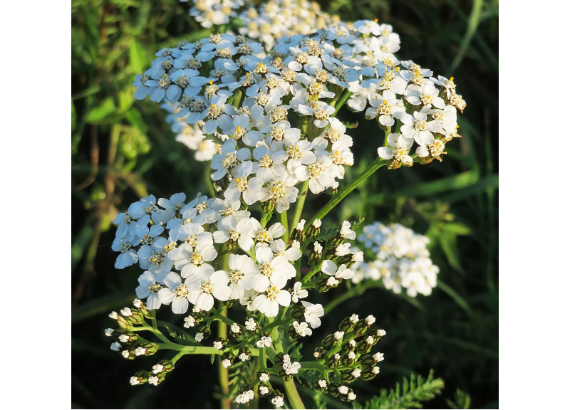  Achillea Millefolium Extract 