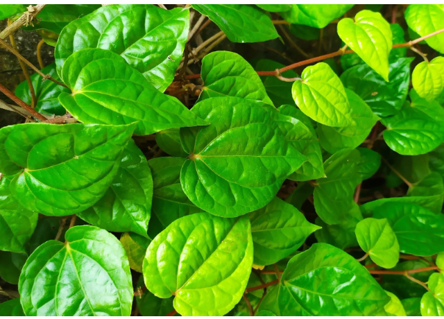  Piper Methysticum Root Extract 