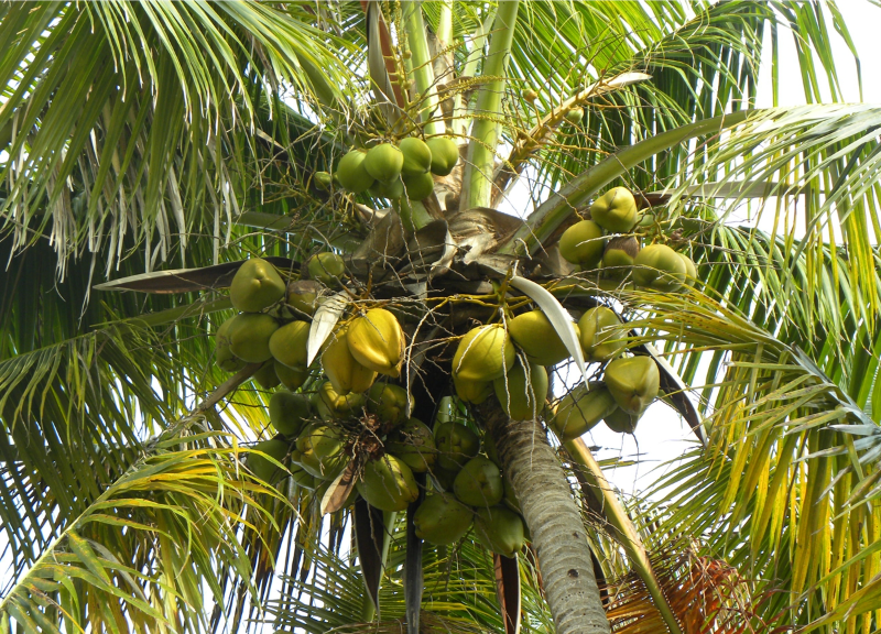  Cocos Nucifera 