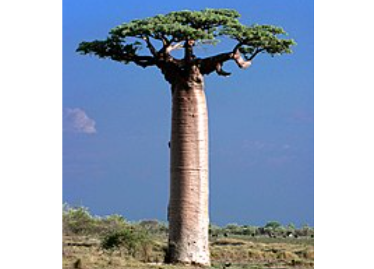  Adansonia Digitata Seed Oil 