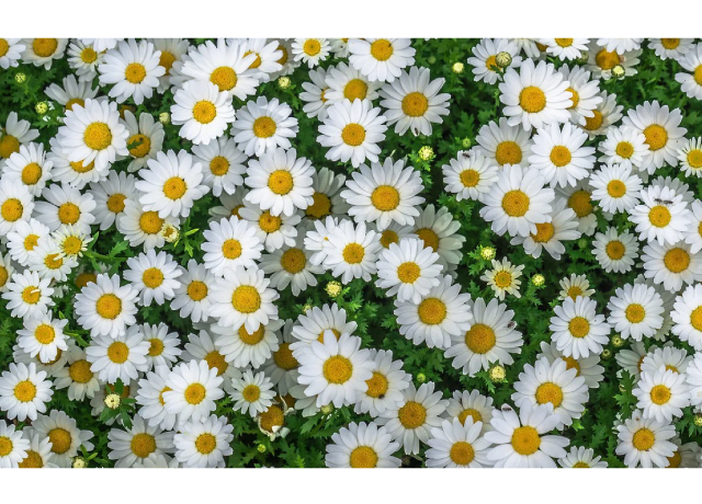  Chamomilla Recutita Flower Extract 