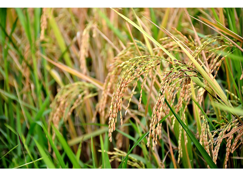  Oryza Sativa 