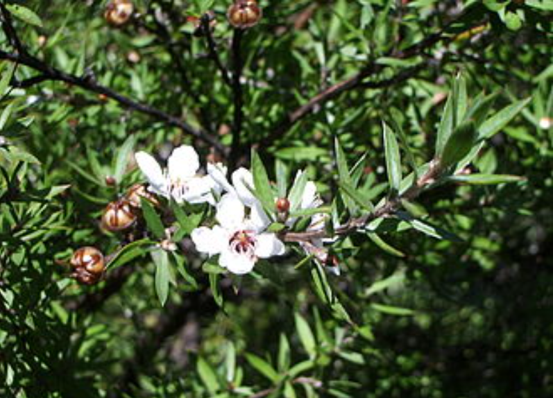 Leptospermum scoparium 