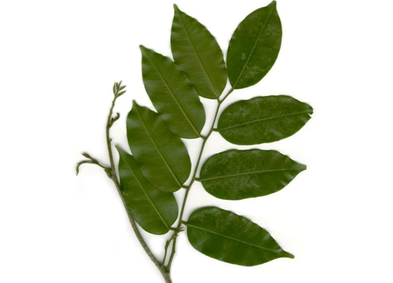  Balm Peru 