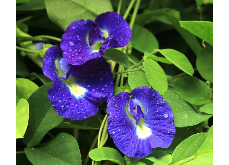  Butterfly pea flower extract 