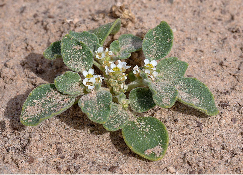  Anastatica Hierochuntica Extract 