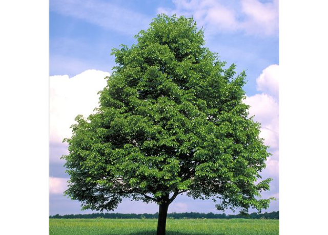  Tilia Cordata 