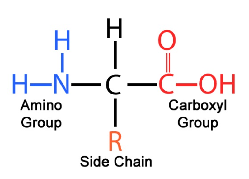  Amino Acids 