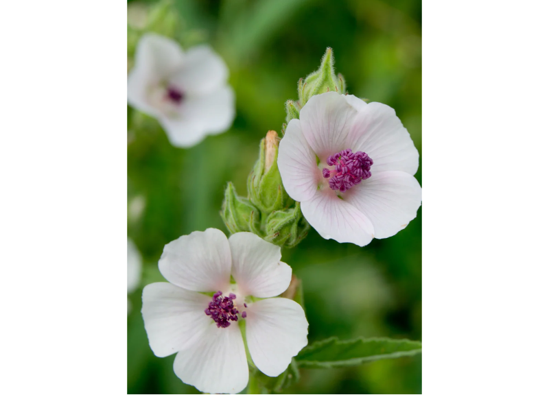  Althaea Officinalis Root Extract 