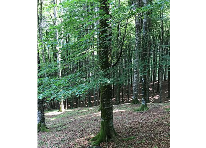  Fagus Sylvatica 
