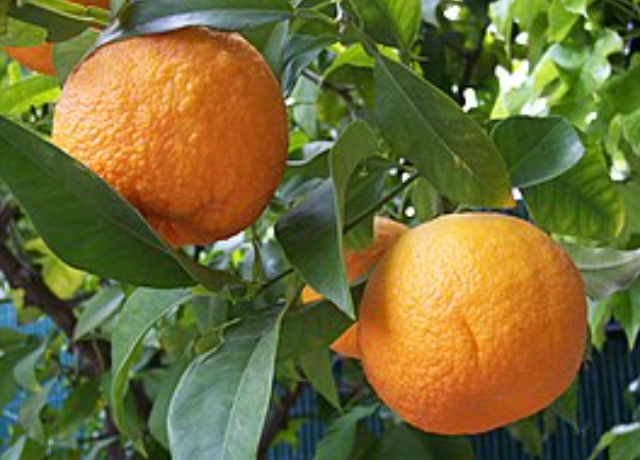  Bitter Orange 