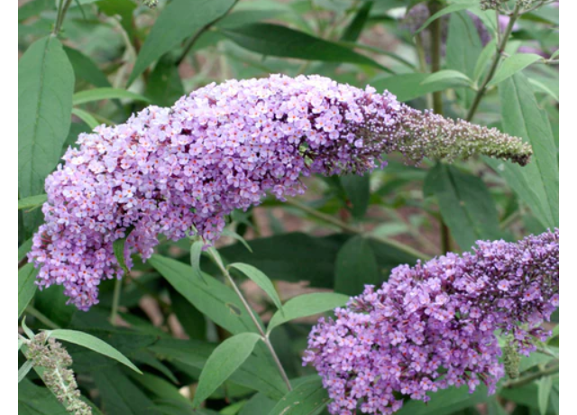  Buddleja Davidii Extract 