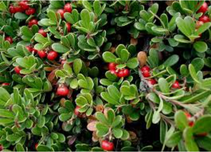  Arctostaphylos Uva Ursi 