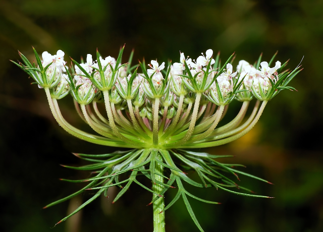  Daucus Carota 