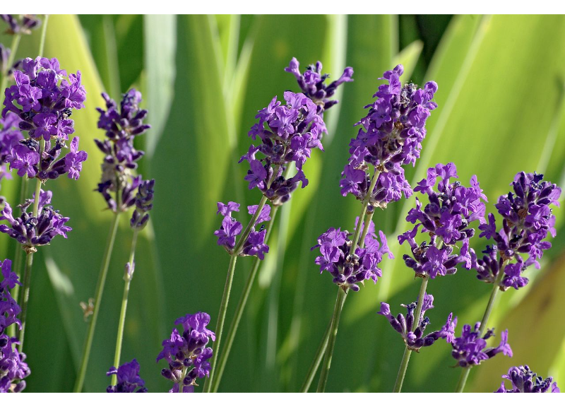  Lavandula angustifolia 