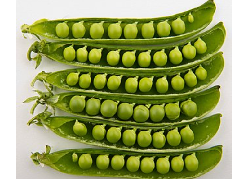  Pisum Sativum 