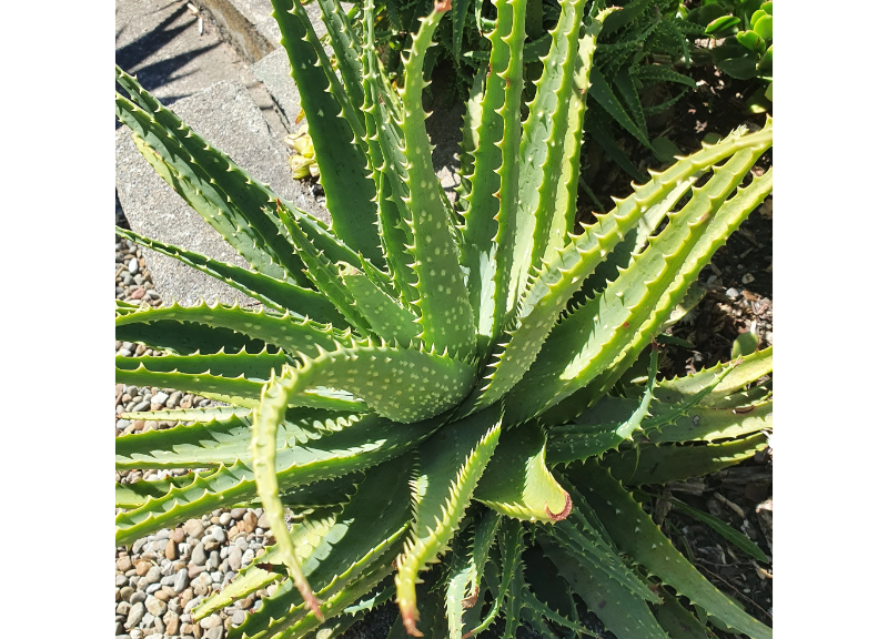  Aloe Andongensis Leaf Extract 