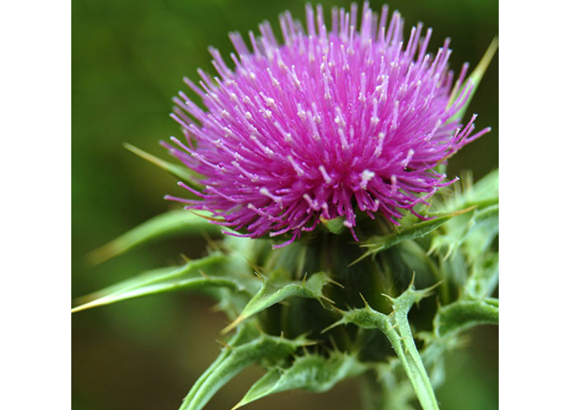  Silybum Marianum Fruit Extract 