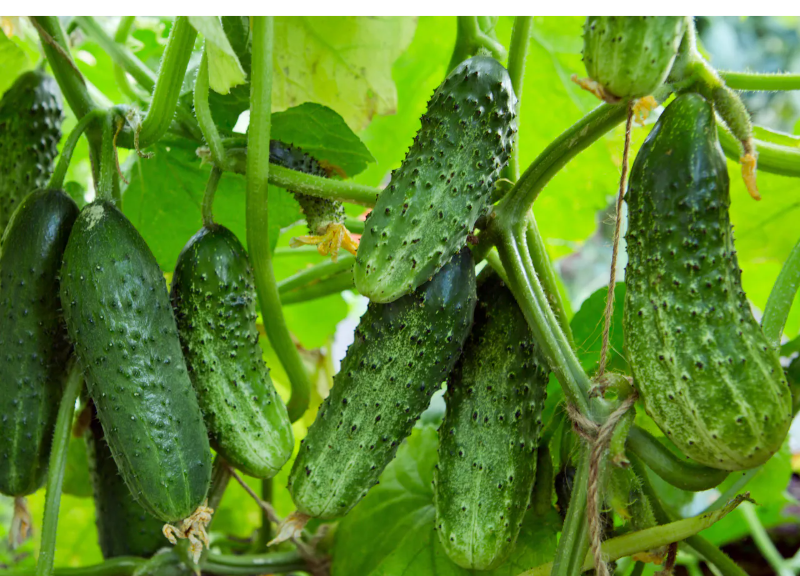  Cucumis Sativus Fruit Extract 