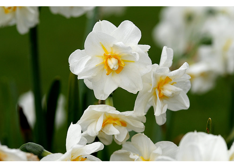  Narcissus Tazetta Bulb Extract 