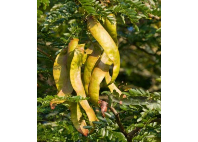  Gleditsia Triacanthos Seed Extract 