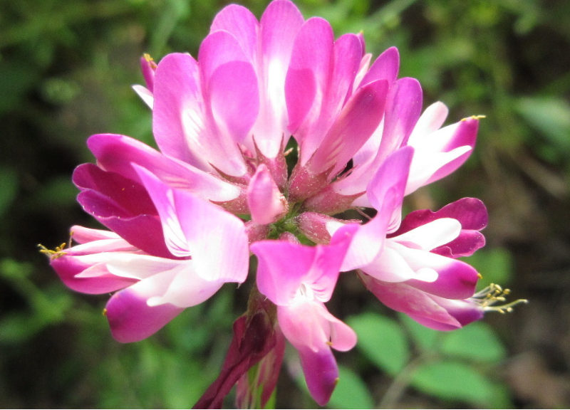  Astragalus Sinicus 