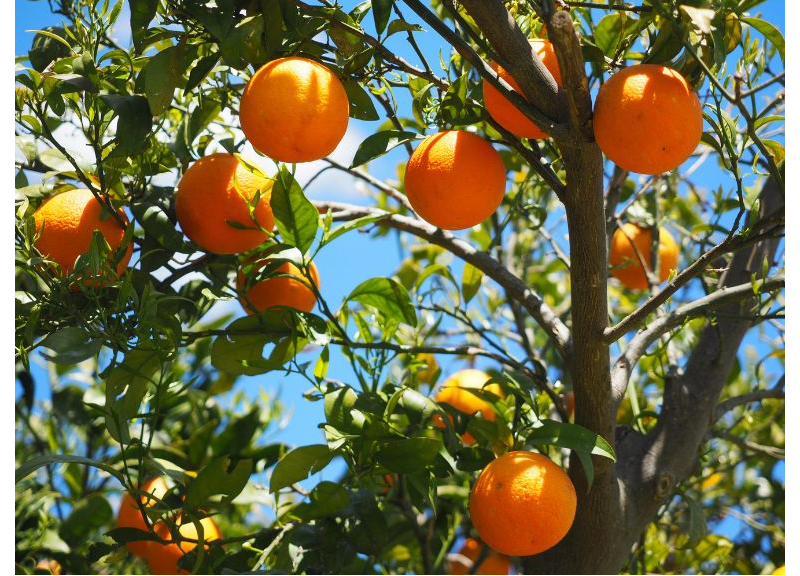  Citrus Nobilis Peel Oil / Mandarin Orange Peel Oil 