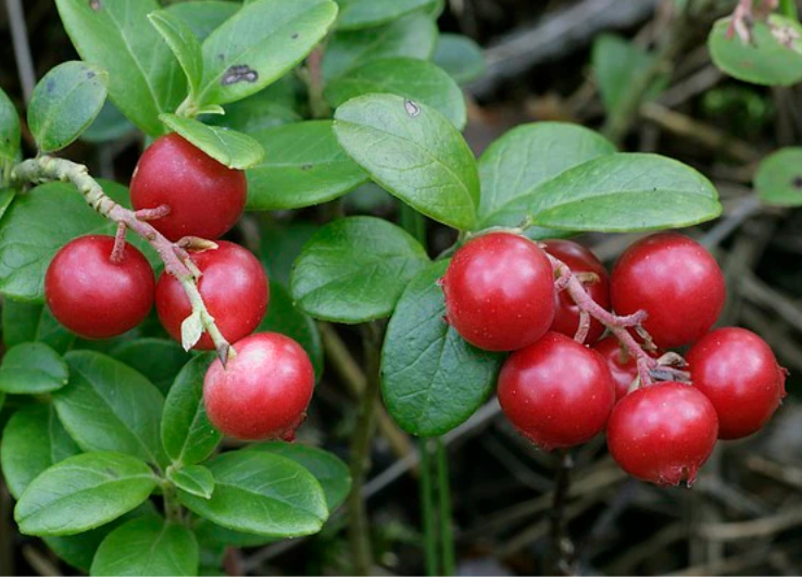  Bearberry Extract 