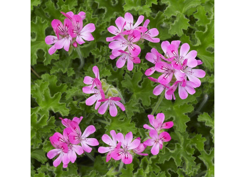  Pelargonium capitatum (rose geranium) leaf extract 