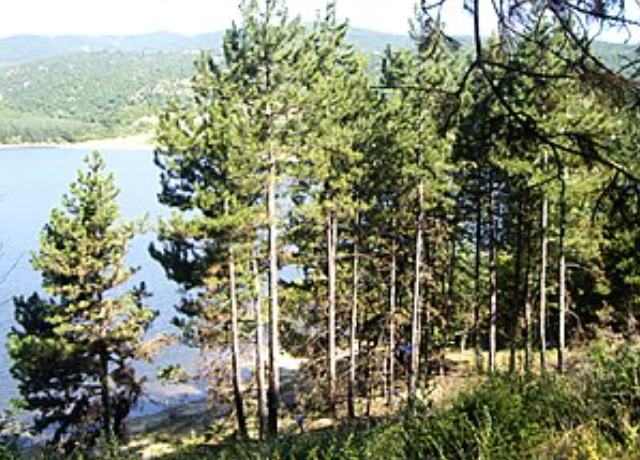 Pinus Nigra 