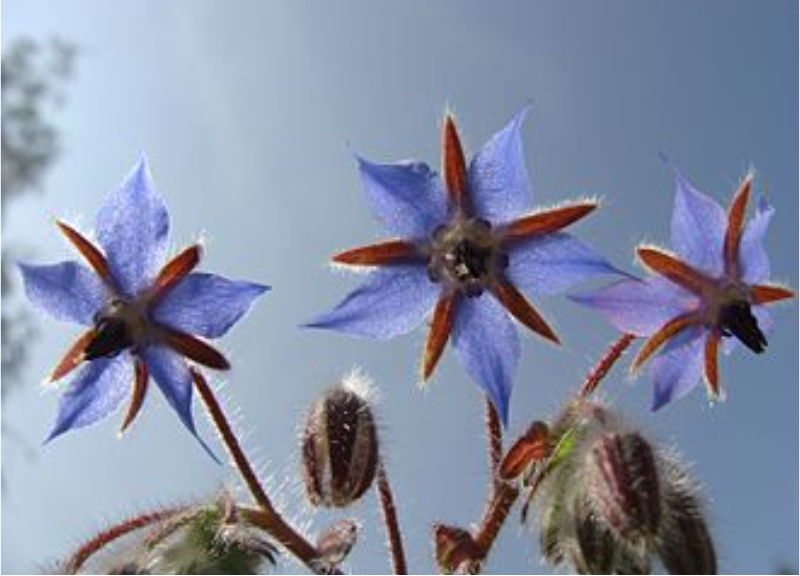  Borago Officinalis 