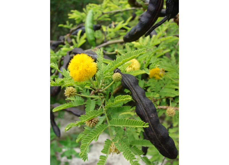 Acacia famessian extract 