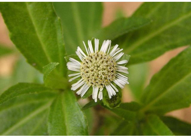  Eclipta prostrata extract 