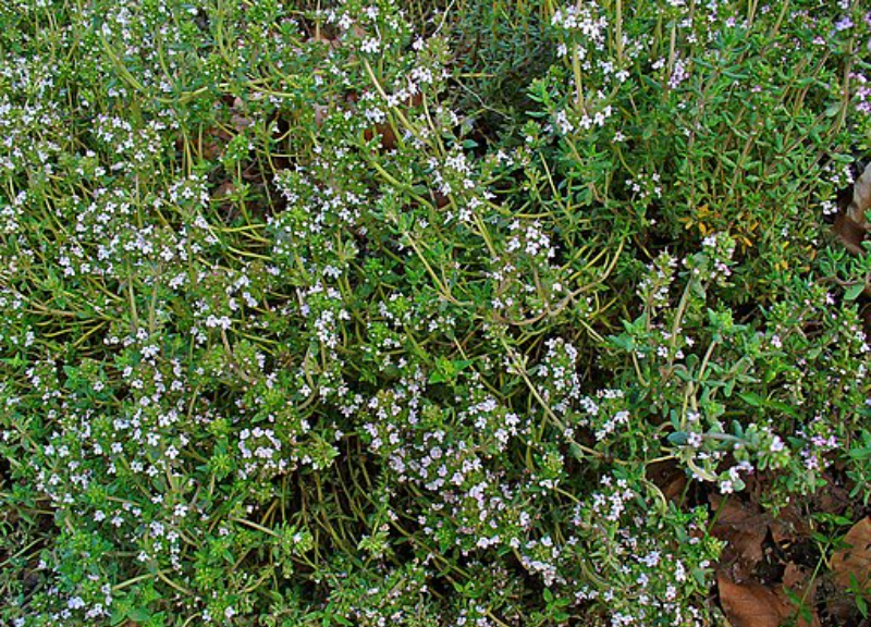 Extractum Thymus Vulgaris 