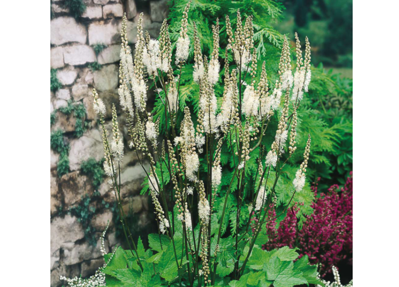  Actaea Racemosa 