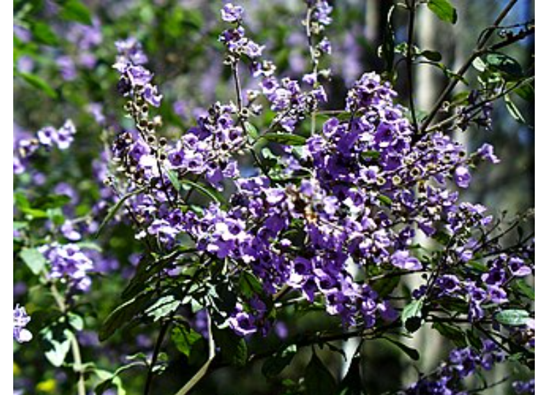  Balm Mint Extract 
