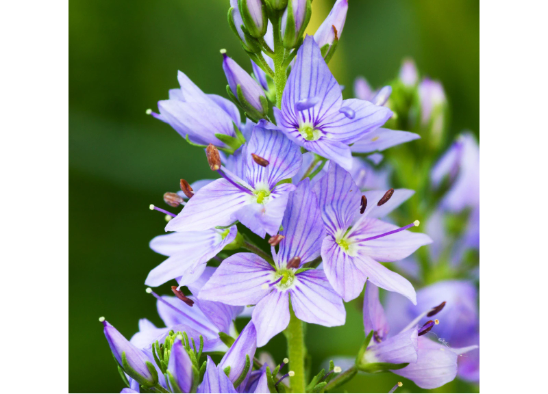  Veronica Officinalis Extract 