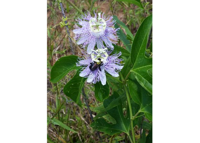  Passiflora Incarnata 