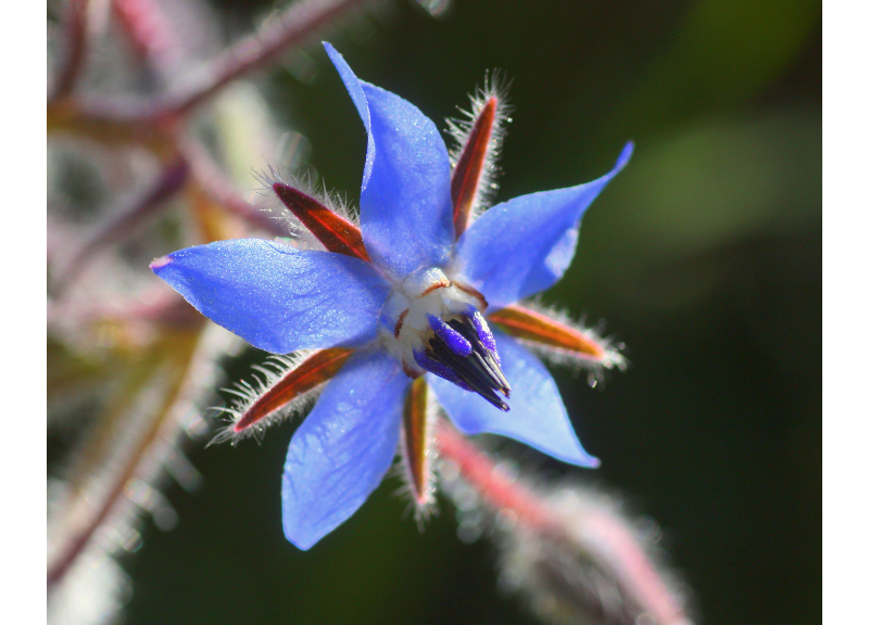  Borago Officinalis Extract 