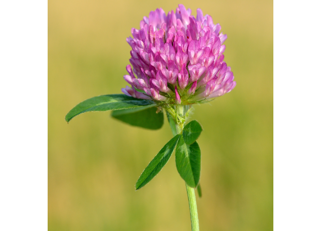  Trifolium Pratense (Clover) Leaf Extract 
