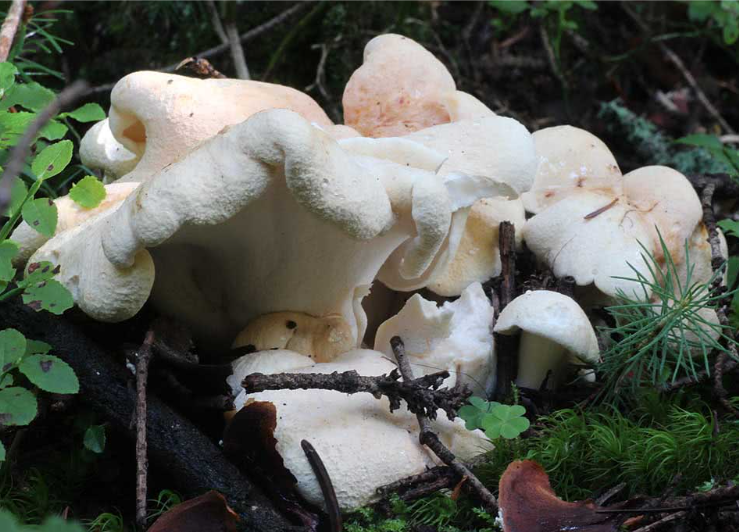  Albatrellus Confluens (Mushroom) Extract 