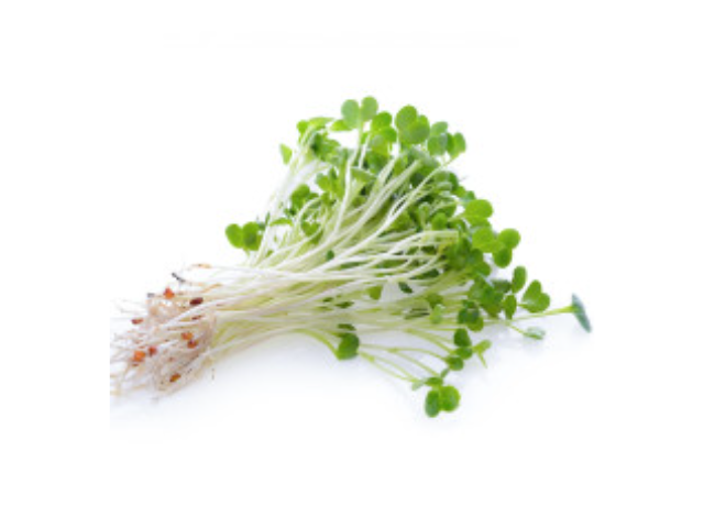  Alfalfa Extract 