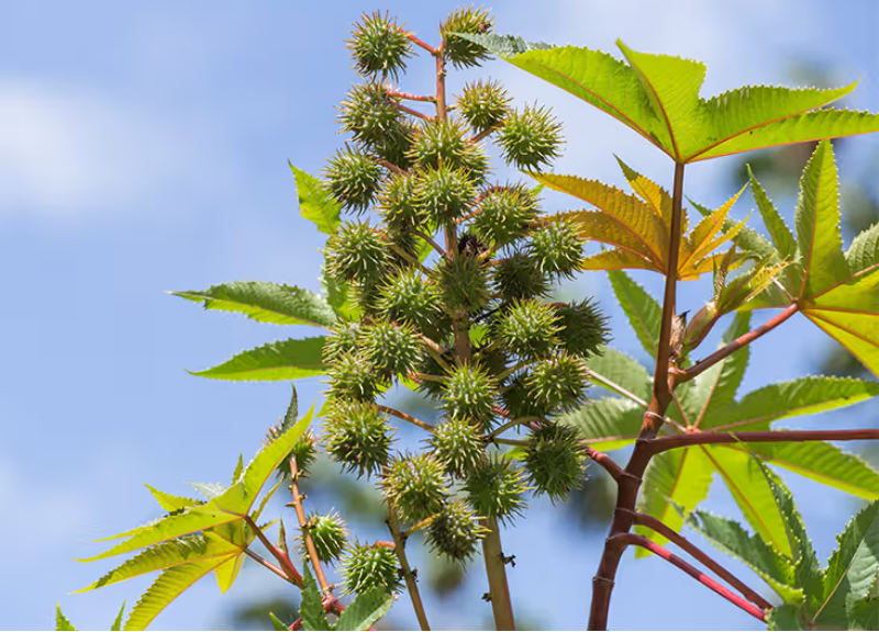  Acetylated Castor Oil 
