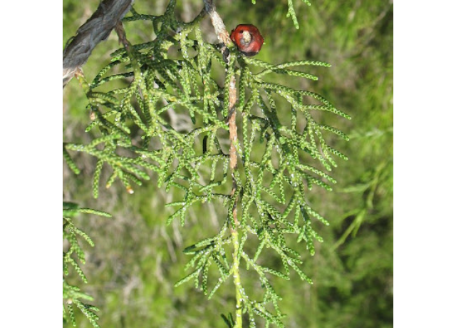  Juniperus Phoenicea Gum Extract 