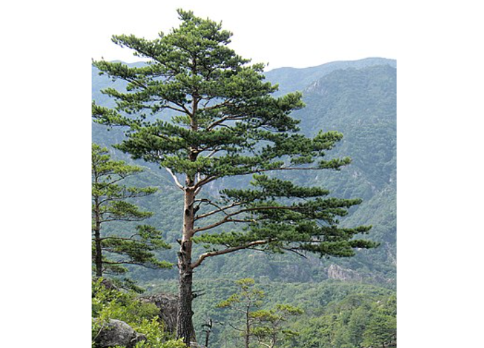  Pinus 