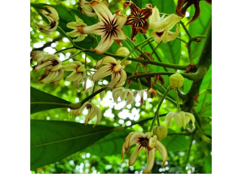  Cola Acuminata (Kola) Seed Extract 