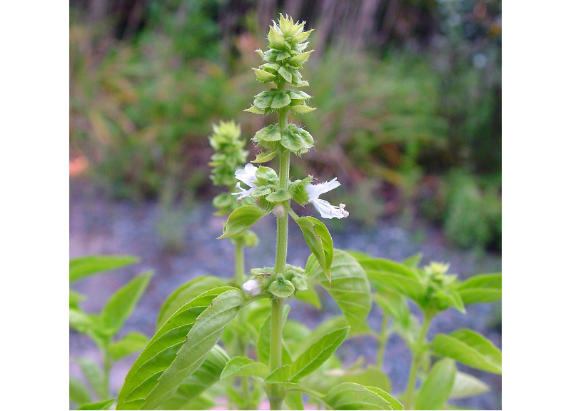  Ocimum Basilicum 