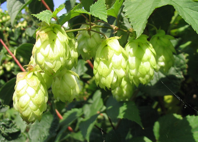  Humuli Lupuli e Flor 