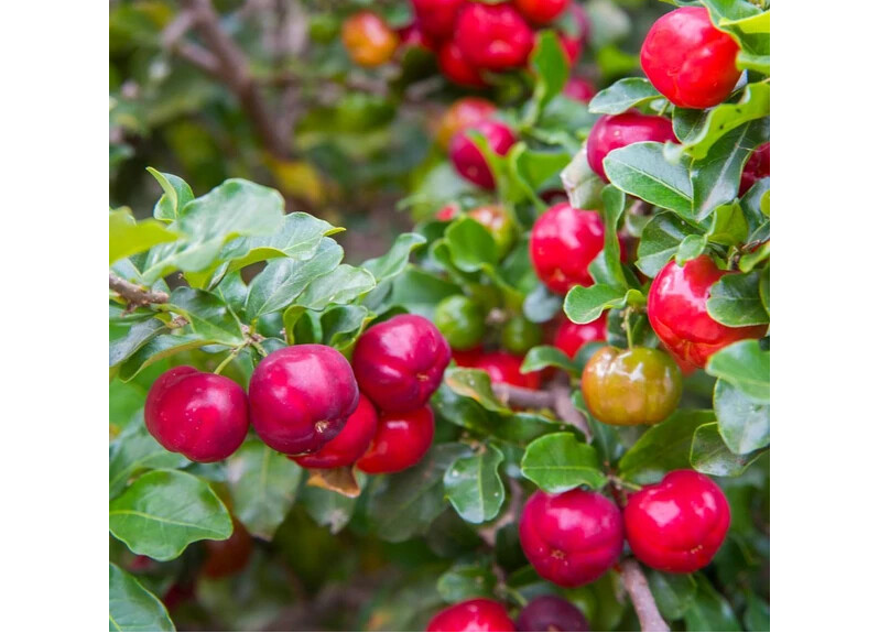  Acerola extract 